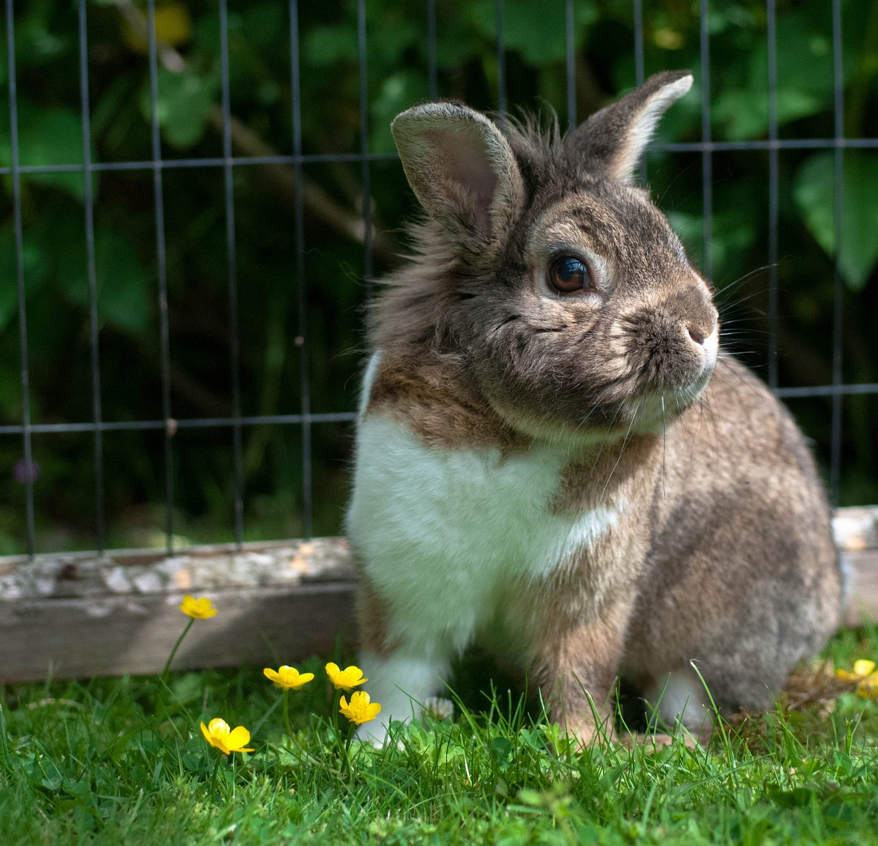 rabbit bunny cute free photo