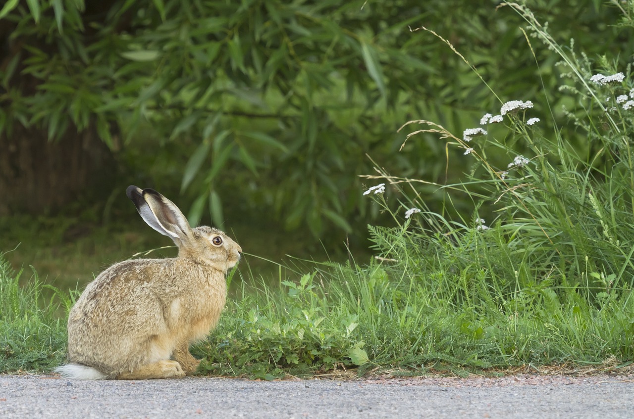 rabbit brown hare animal free photo