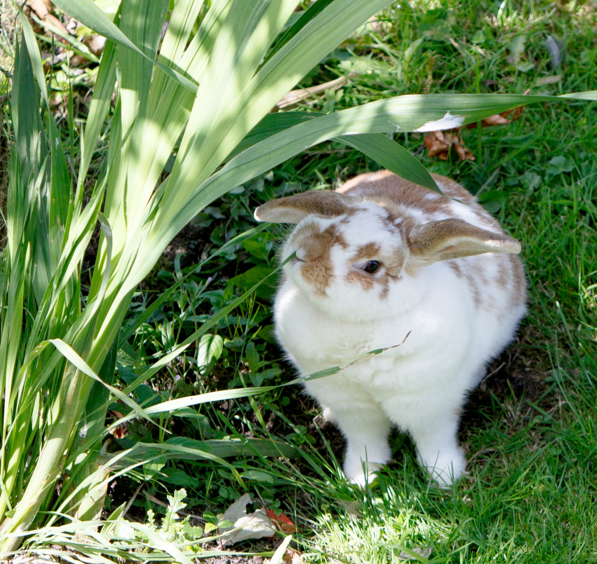 rabbit bunny bunnie free photo