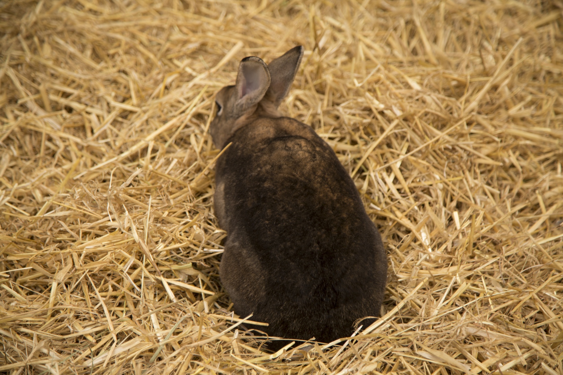 little easter rabbit free photo