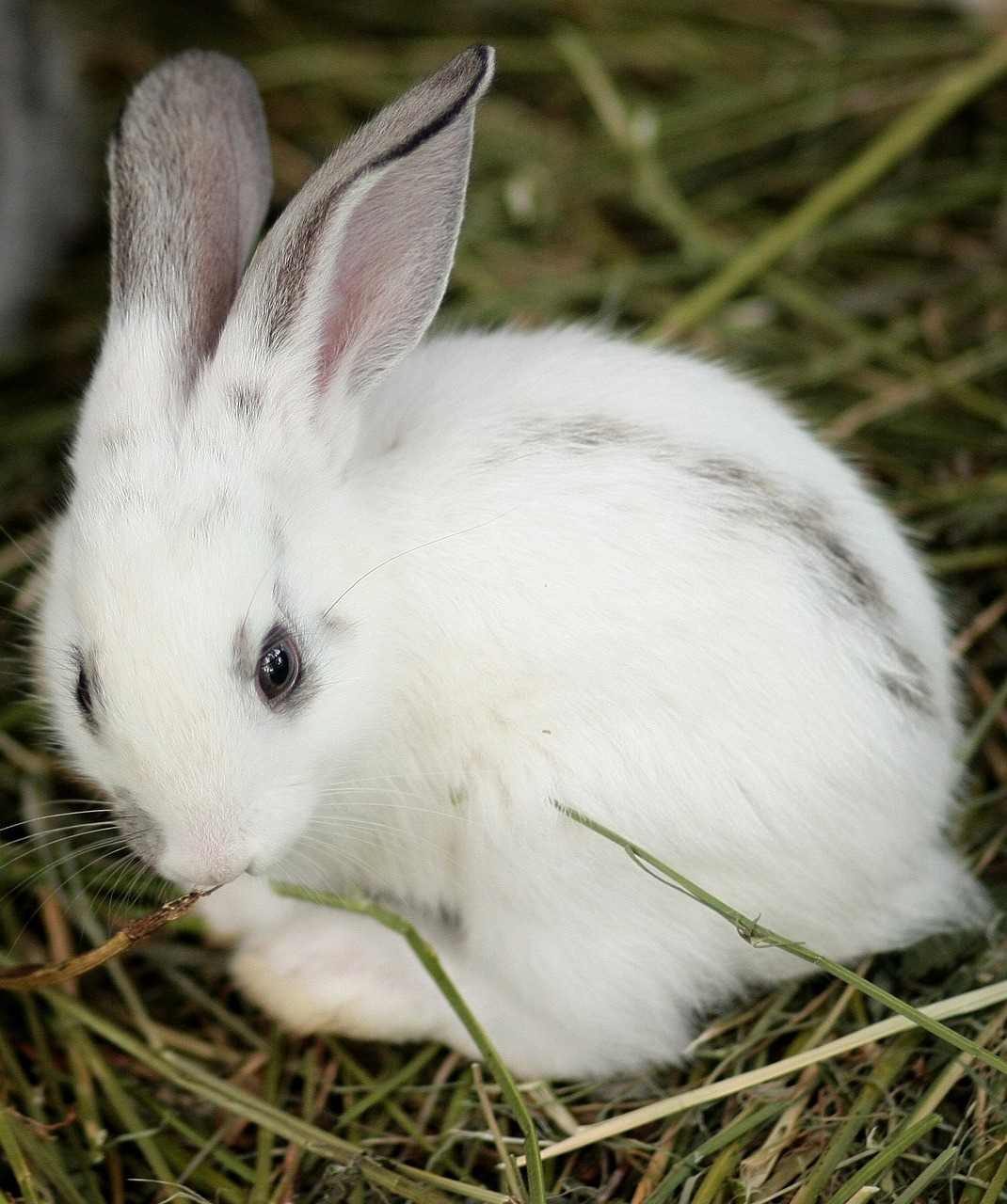 rabbit small cute free photo