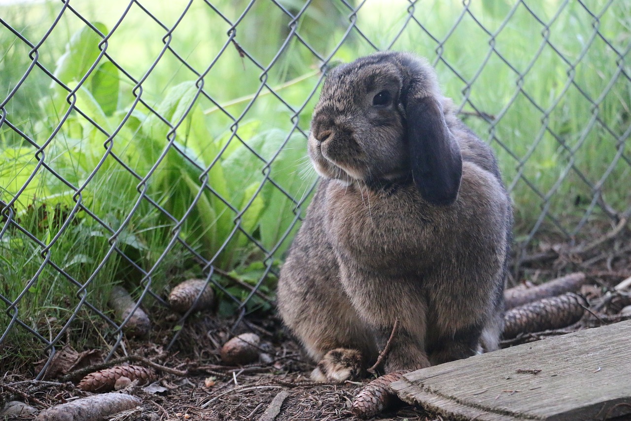 rabbit animal hare free photo