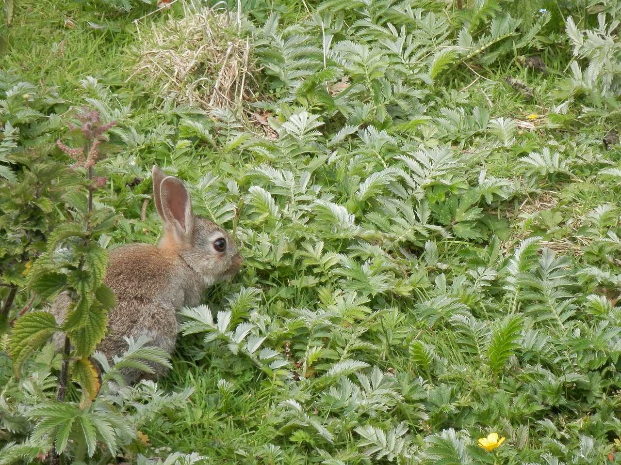 rabbit wild nature free photo