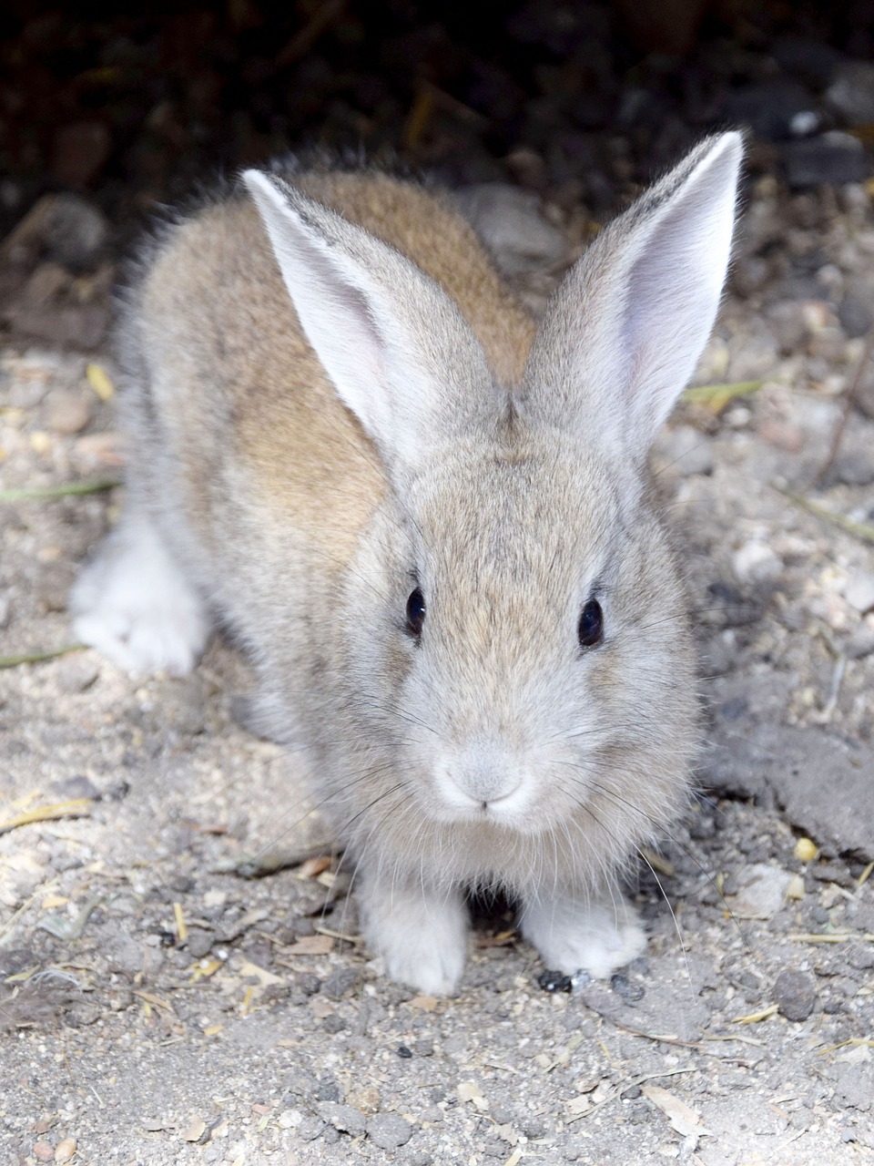 rabbit animals fur free photo