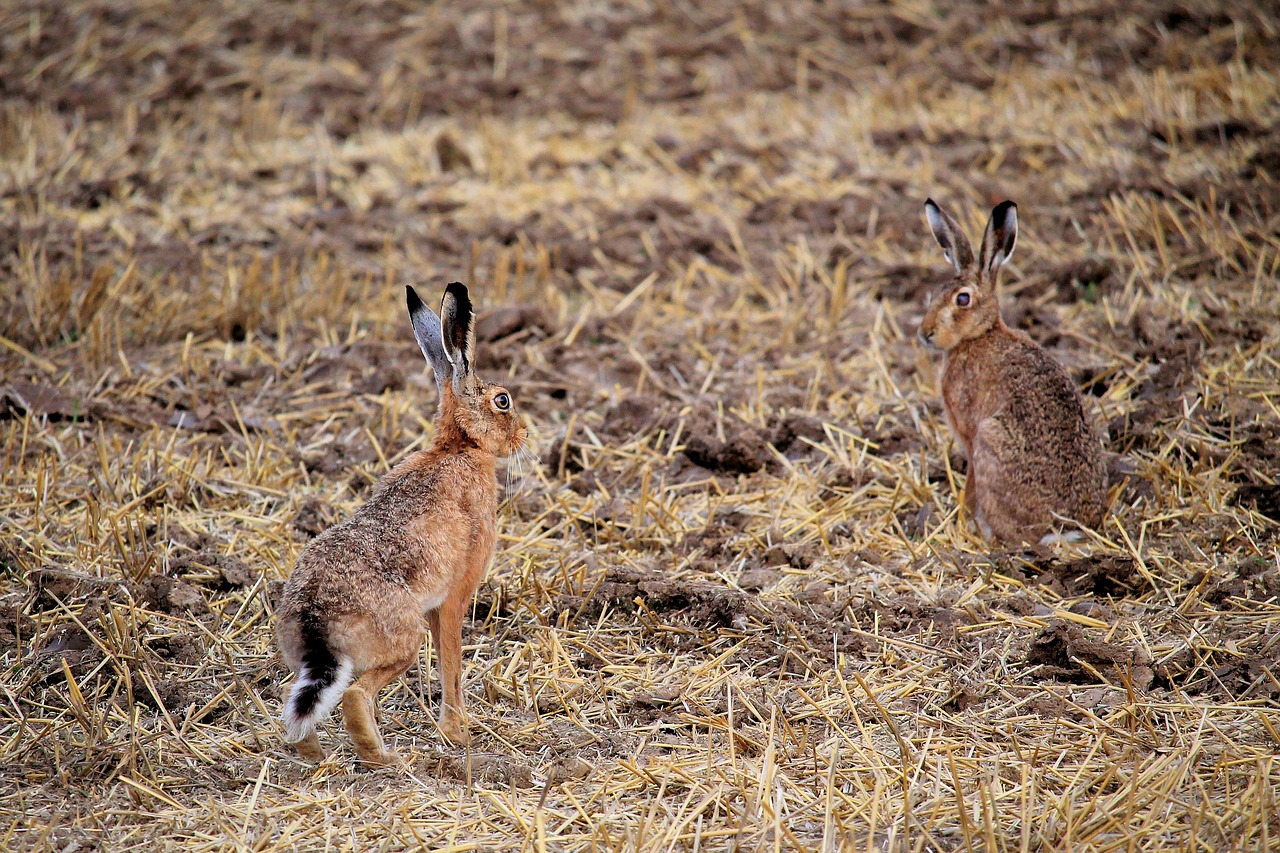 rabbit field long eared free photo