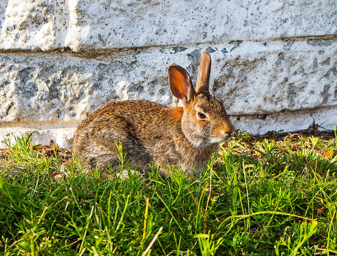 rabbit animal wild life free photo