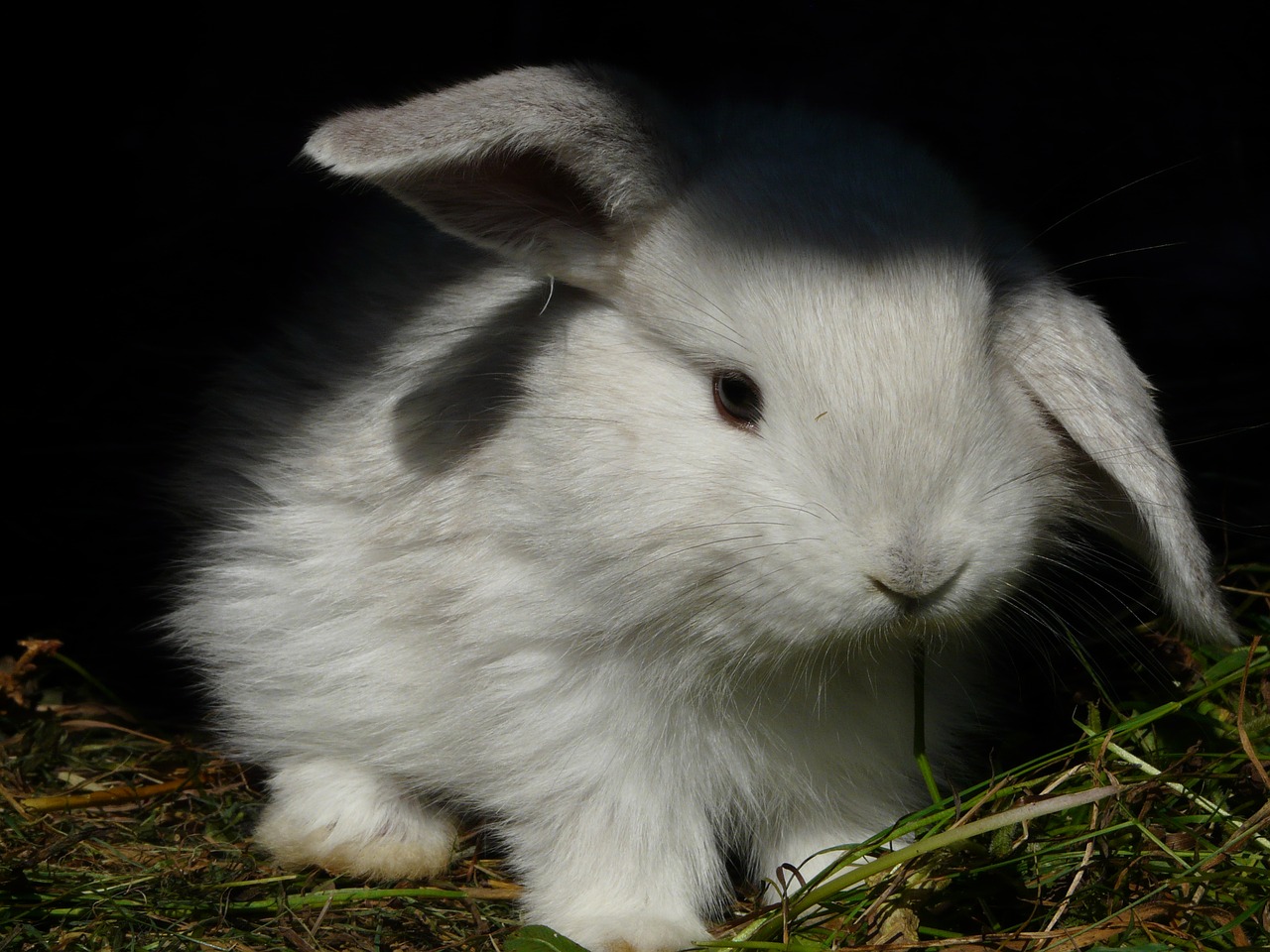 rabbit bunny ušáček free photo
