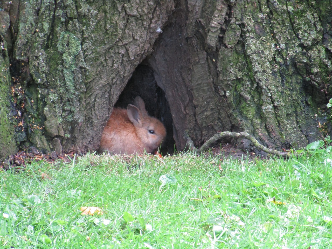 rabbit baby rabbits wild free photo