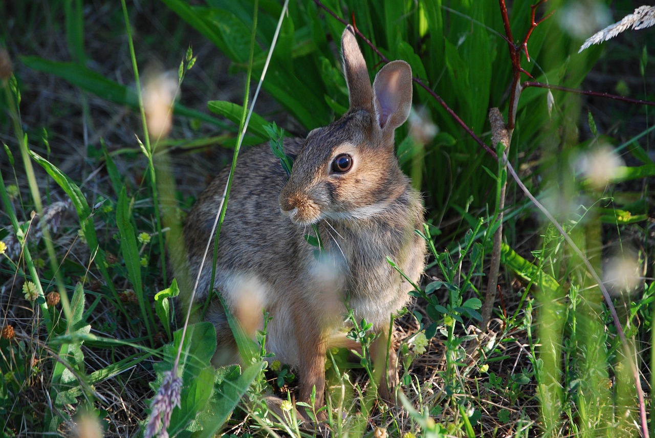 rabbit hare bunny free photo