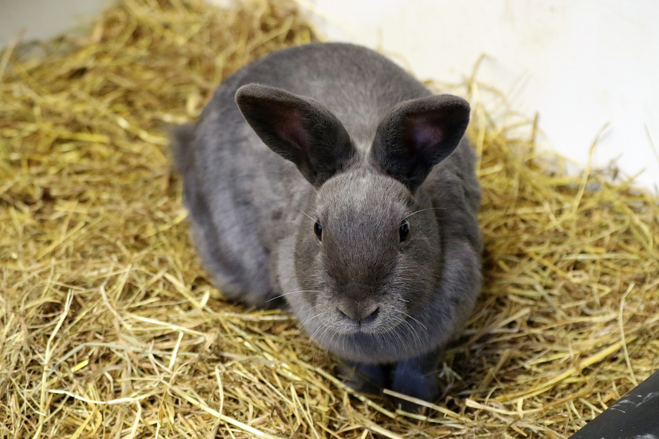 rabbit bunny easter free photo