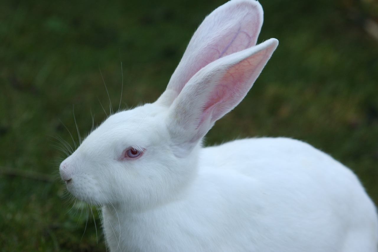 rabbit white ears big free photo