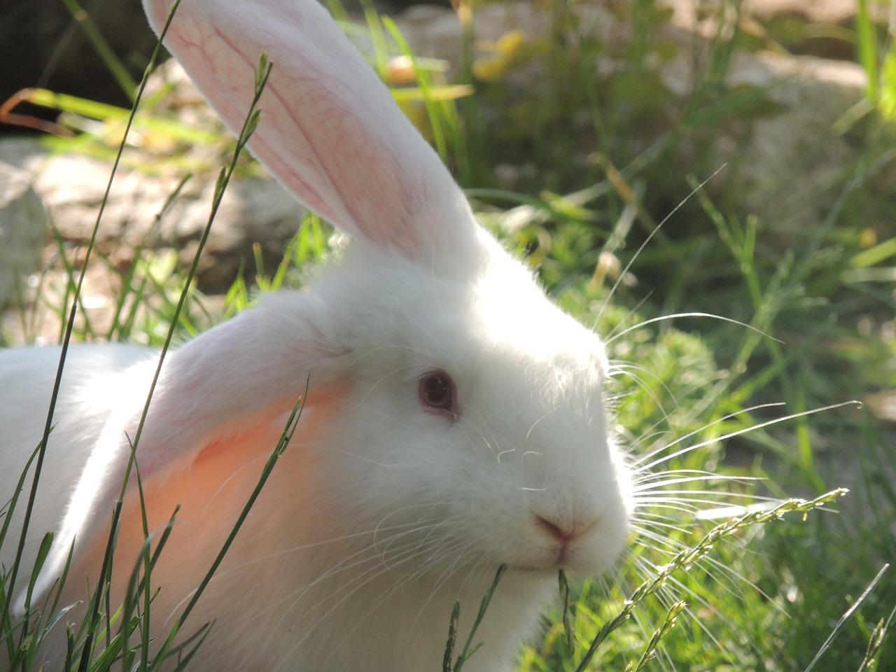 rabbit innocent grass free photo