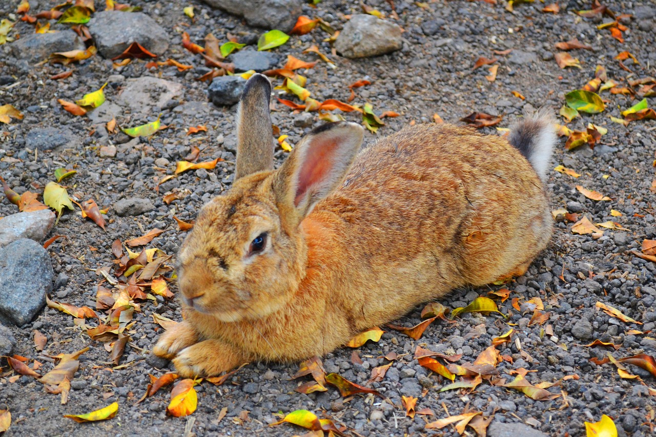 rabbit animal nature free photo