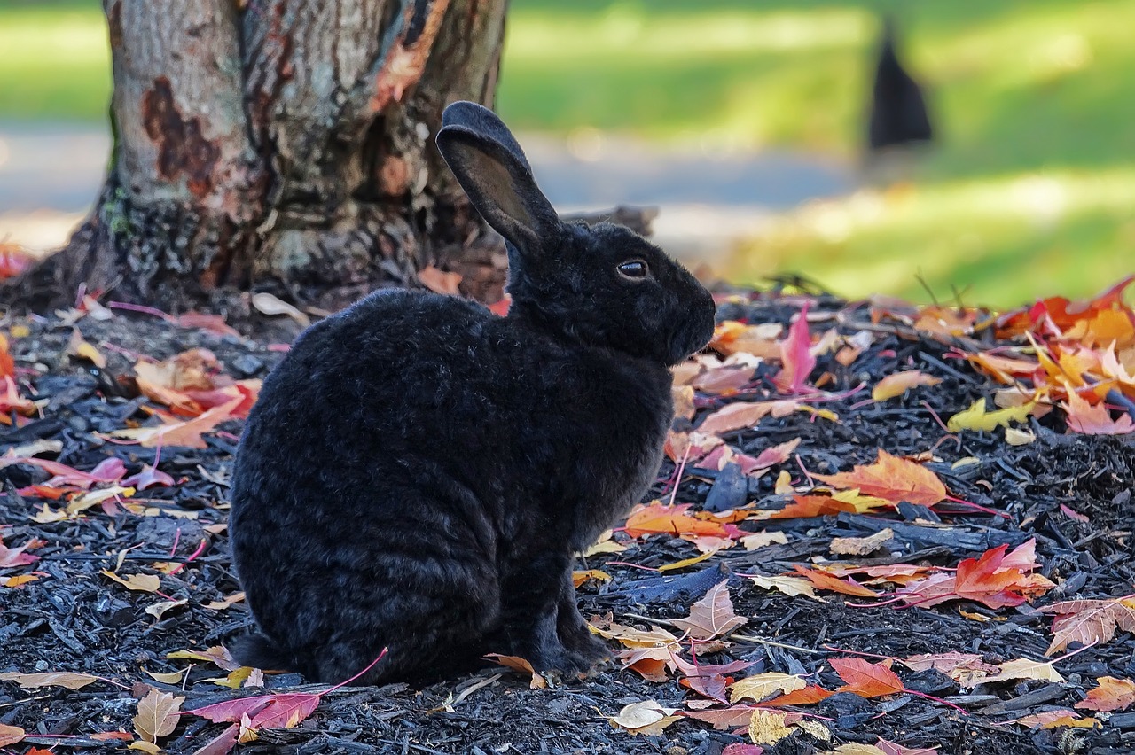 rabbit bunny hare free photo