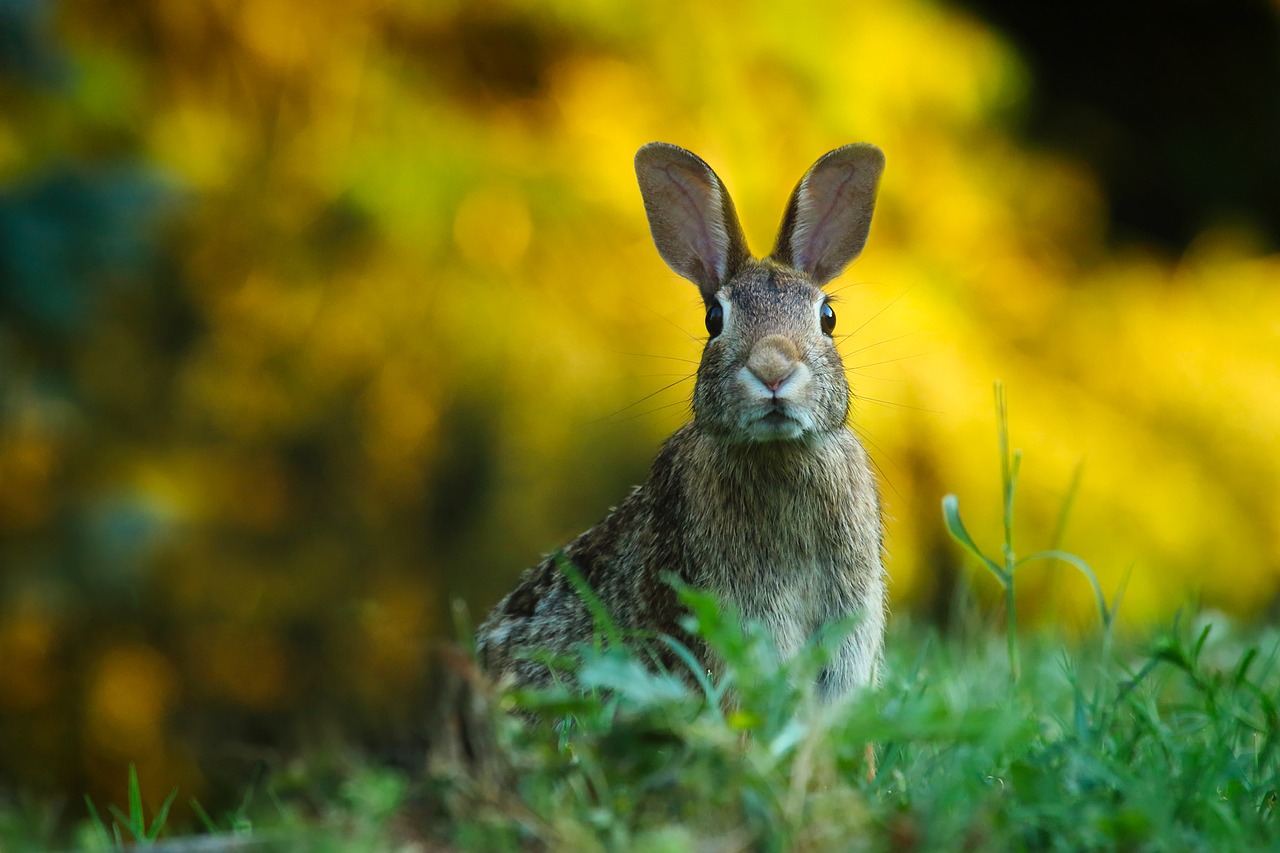 rabbit hare animal free photo