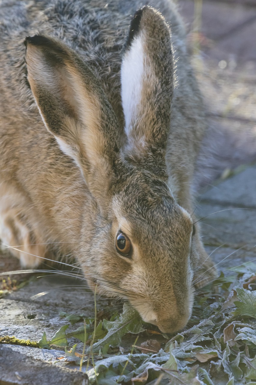 rabbit in the ear animal free photo