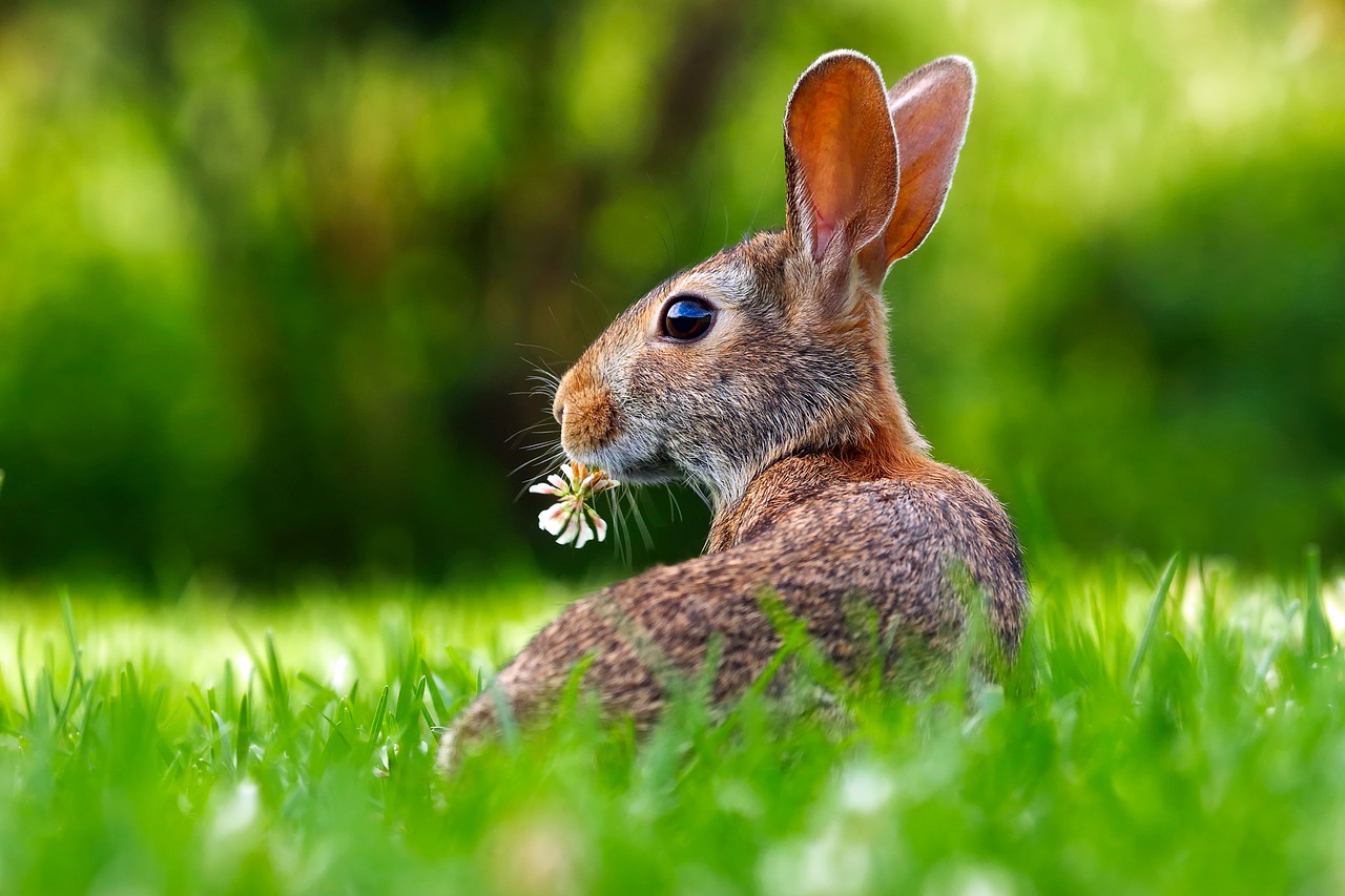 rabbit hare animal free photo