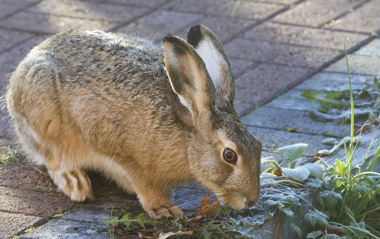 rabbit brown hare animal free photo