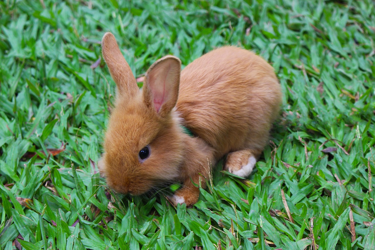 rabbit animal baby rabbit free photo