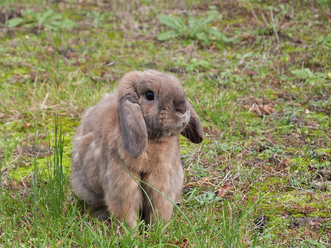 rabbit lop ears free photo