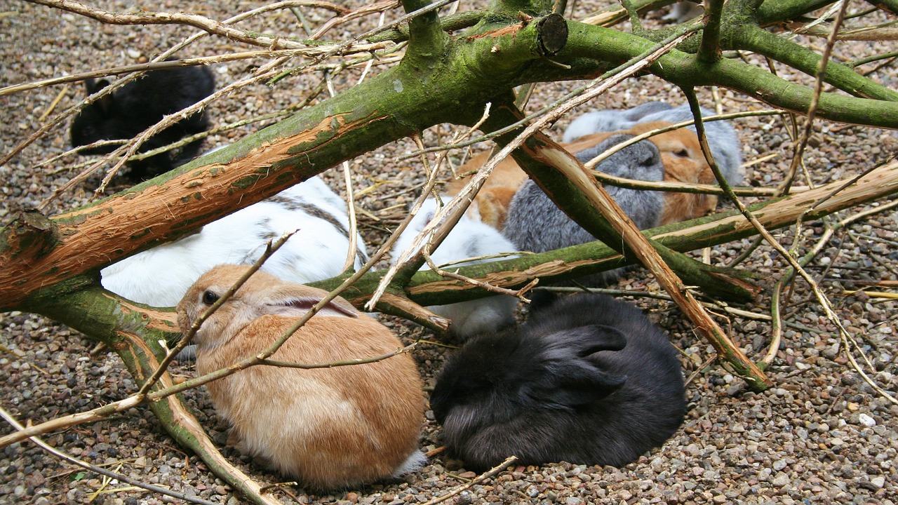 rabbit branch ground free photo