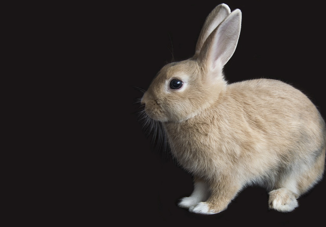 rabbit animal bunny free photo