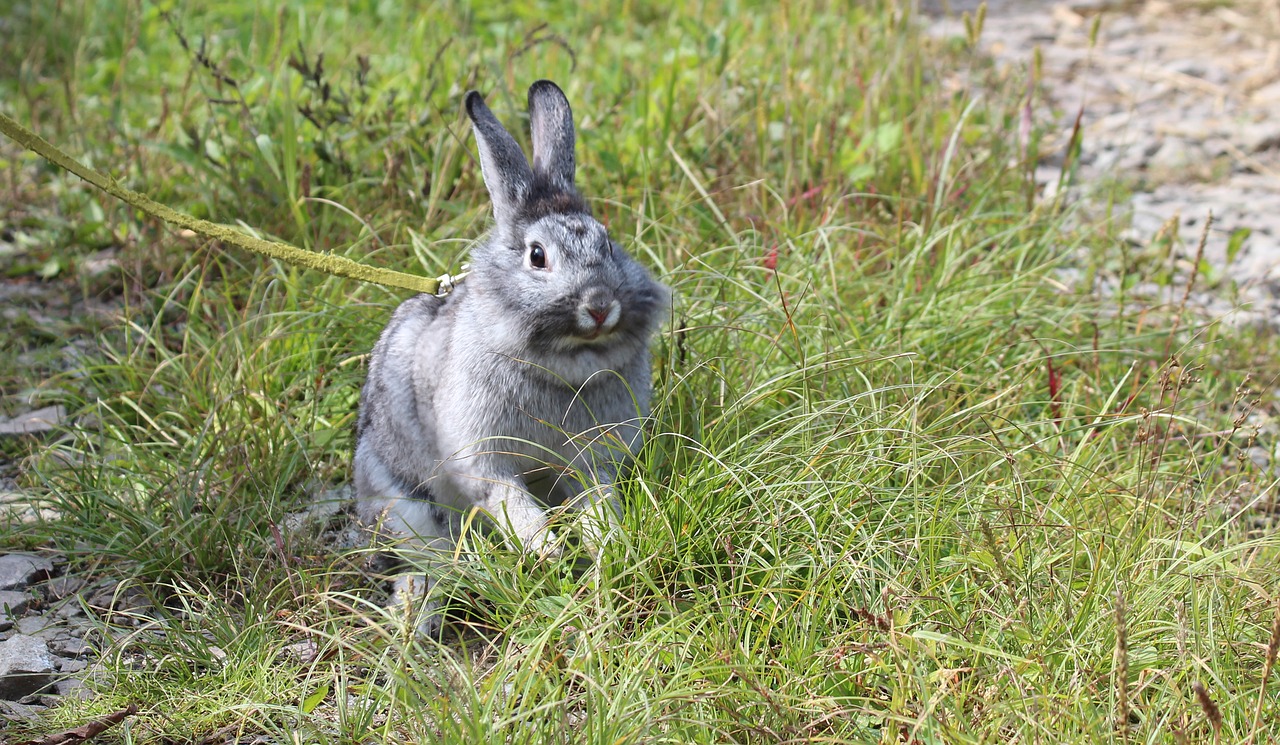 rabbit gray rabbit green grass free photo