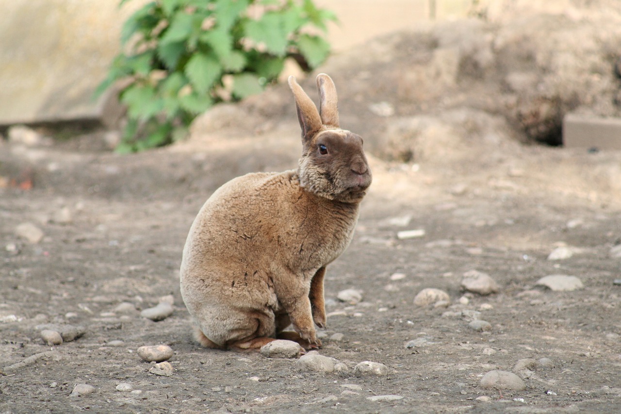 rabbit domestic pet free photo