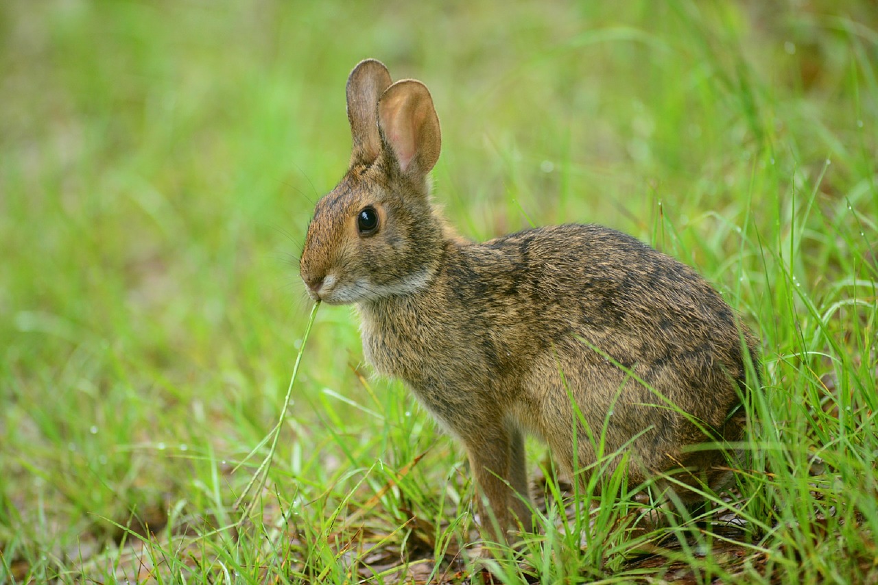rabbit bunny hare free photo