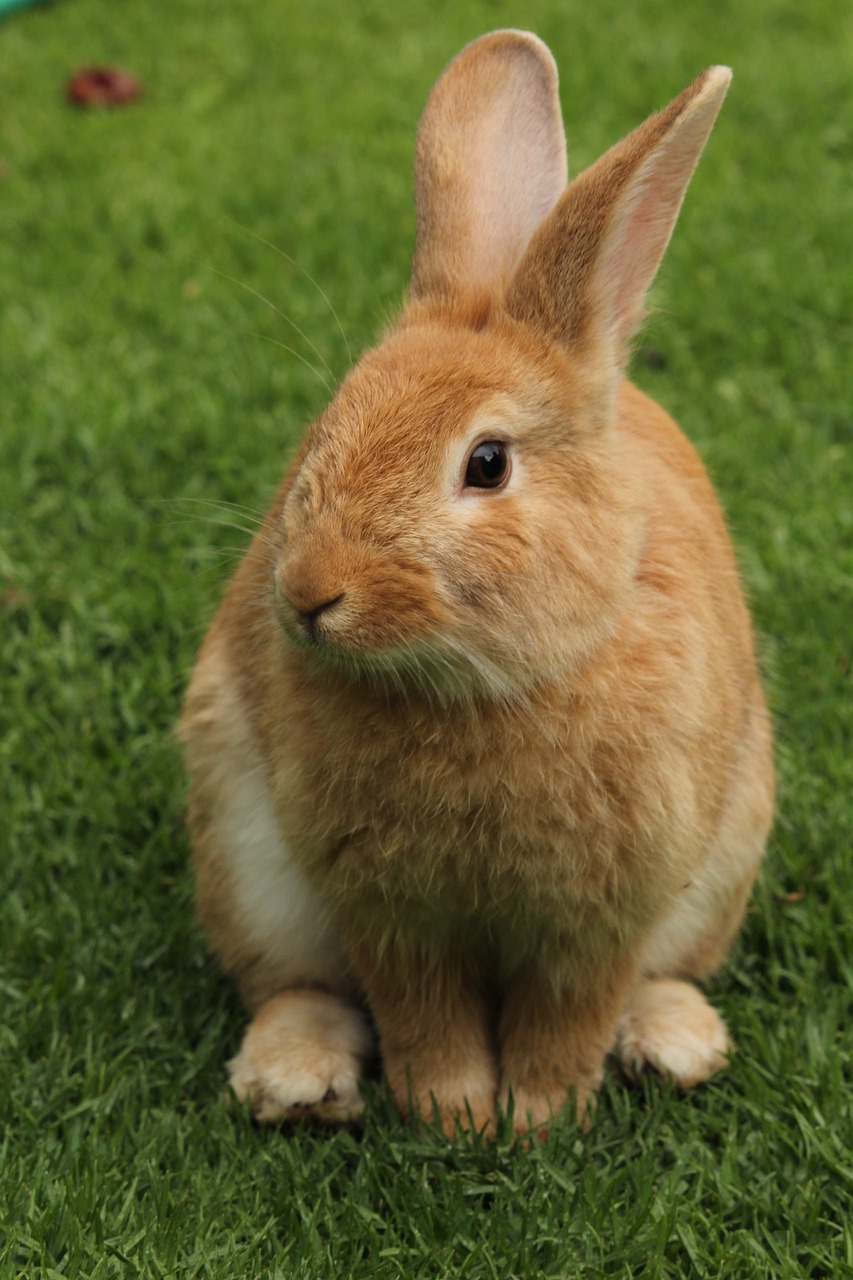 rabbit animal animals free photo