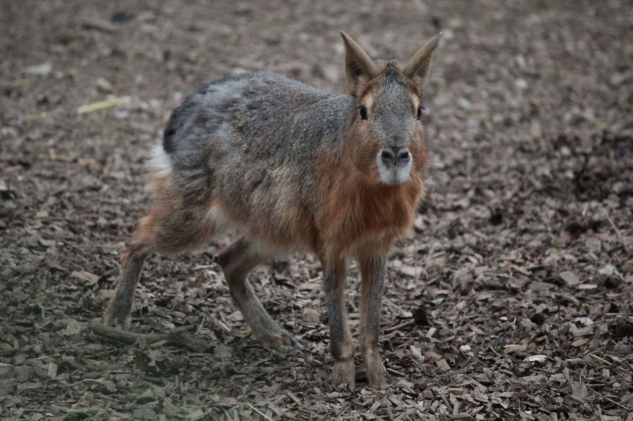 rabbit zoo nature free photo