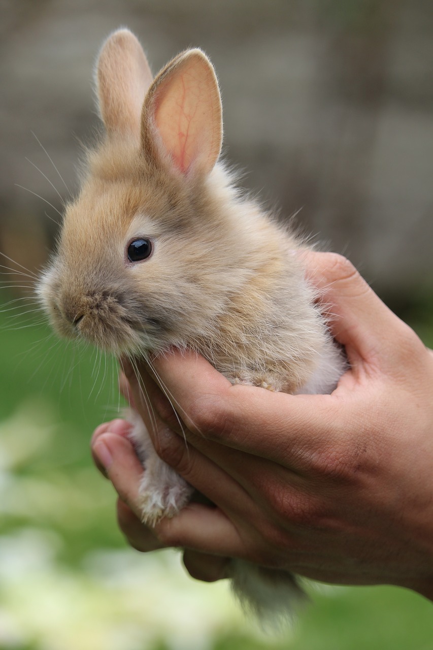 rabbit pet nature free photo