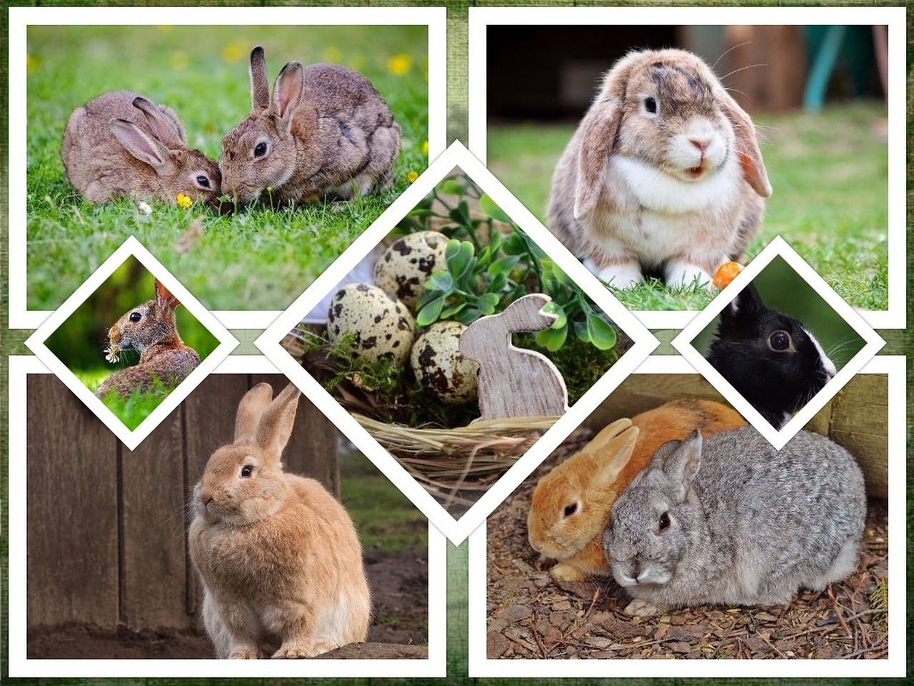 rabbit easter collage free photo