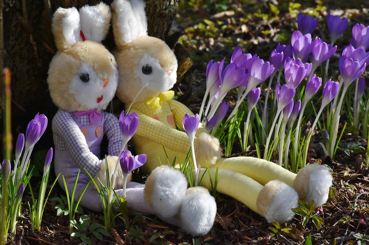 rabbit crocus easter free photo