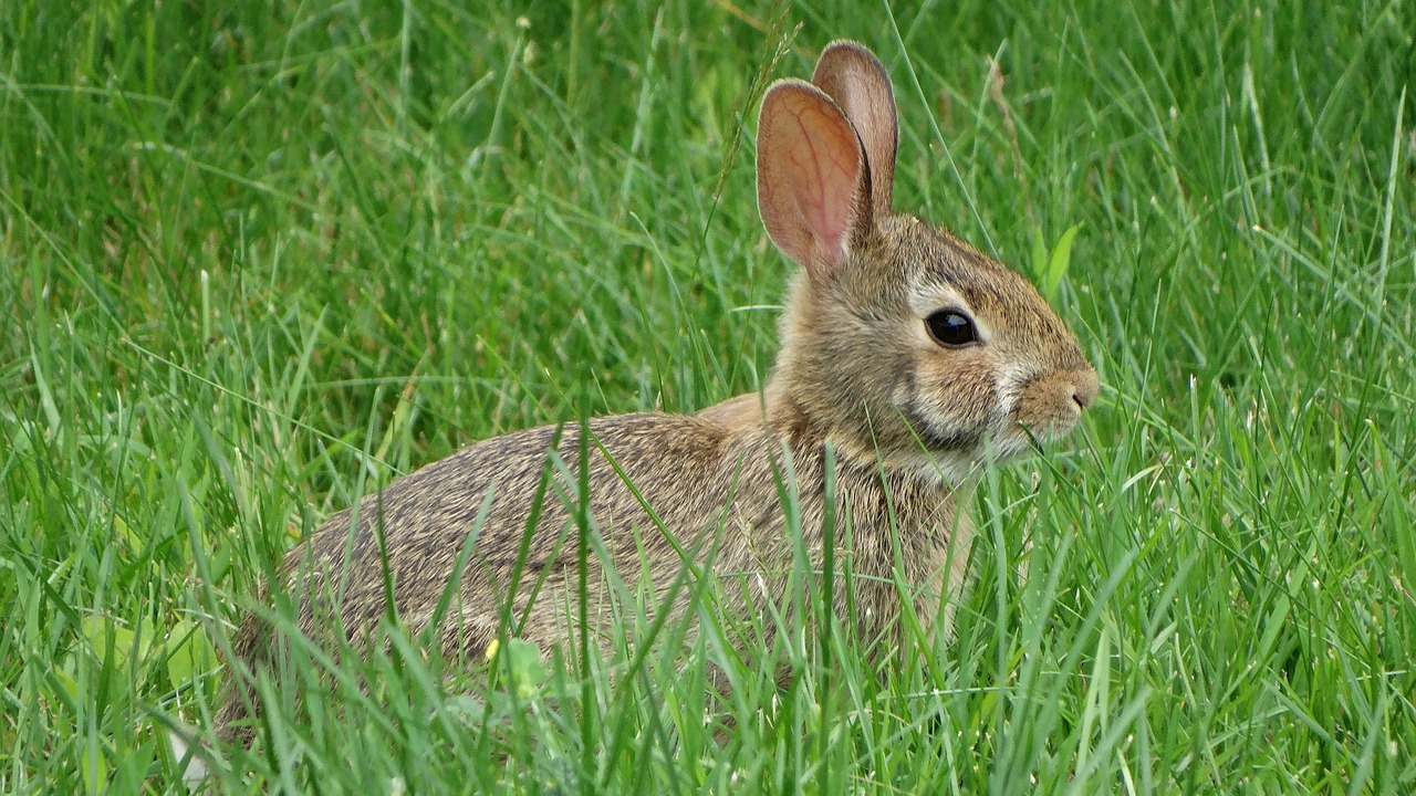 rabbit grass nature free photo