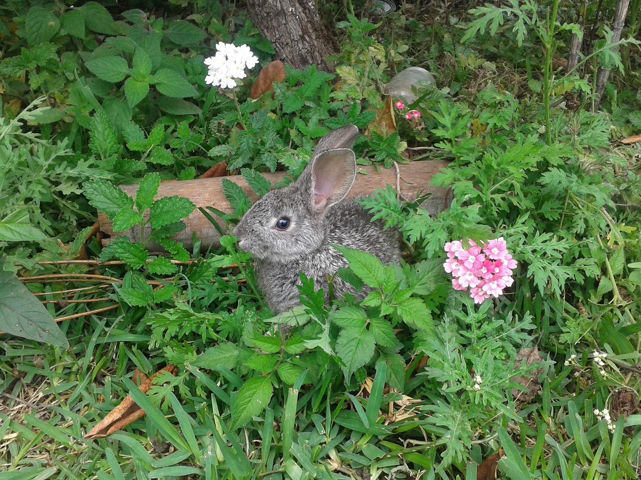 rabbit flower flowers free photo