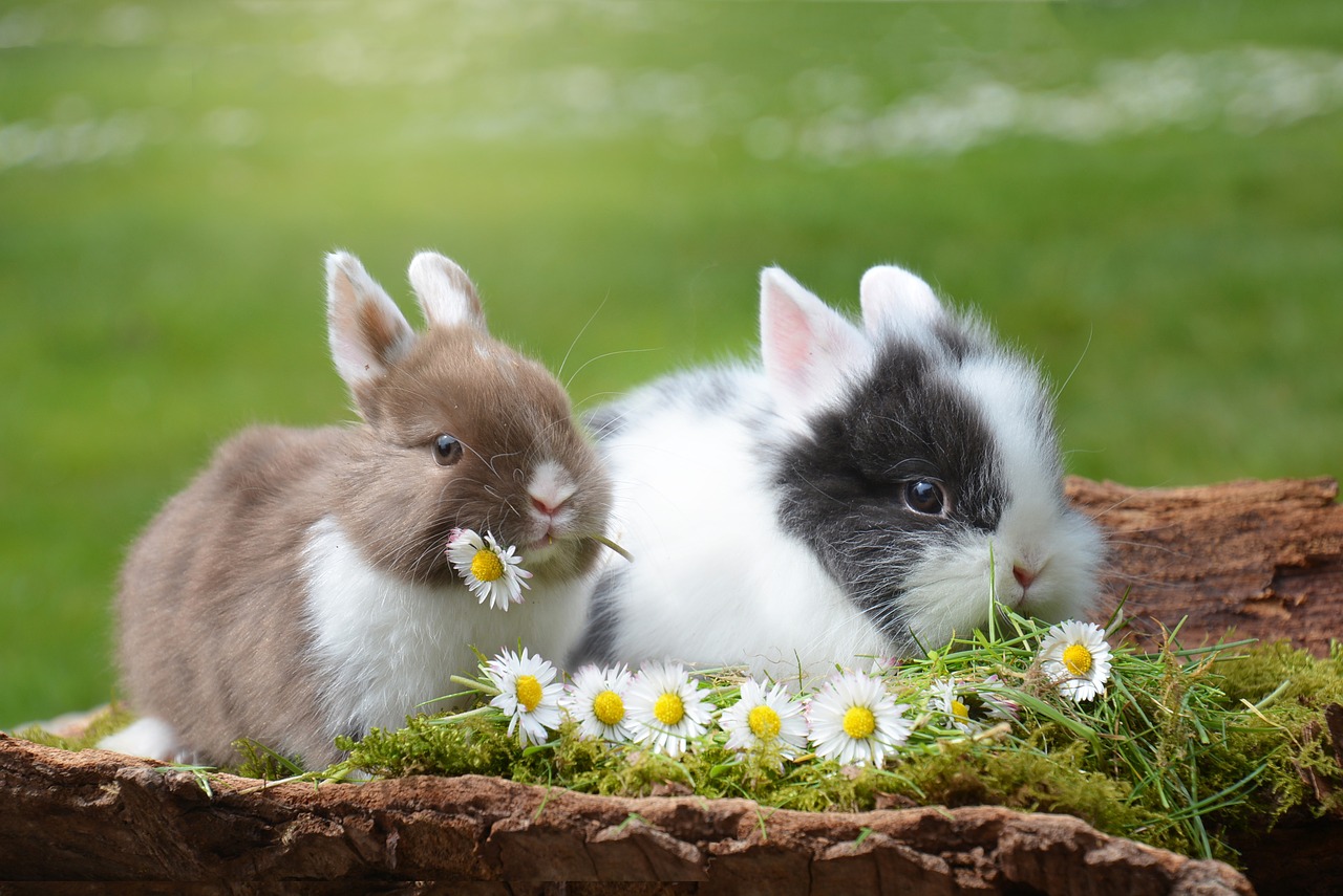 rabbit easter hare free photo