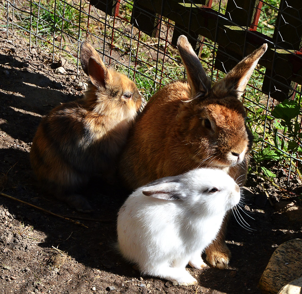 rabbit sweet cute free photo