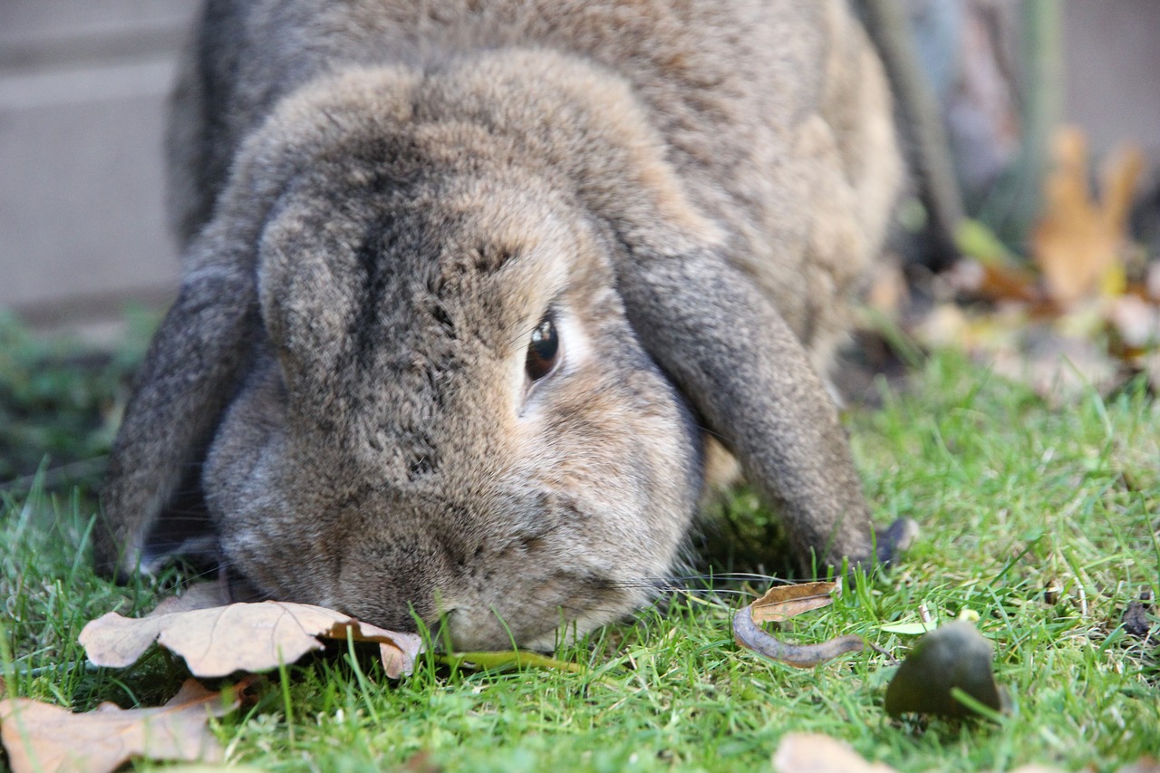 rabbit dwarf aries brown free photo