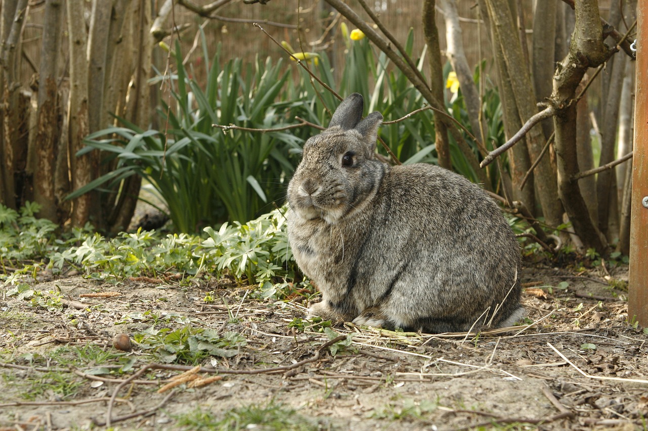 rabbit bunny pet free photo