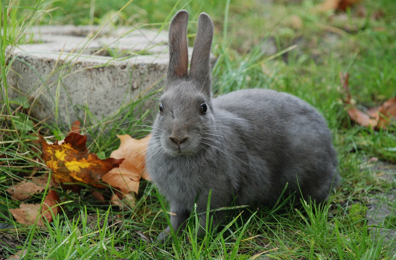 rabbit gray nature free photo