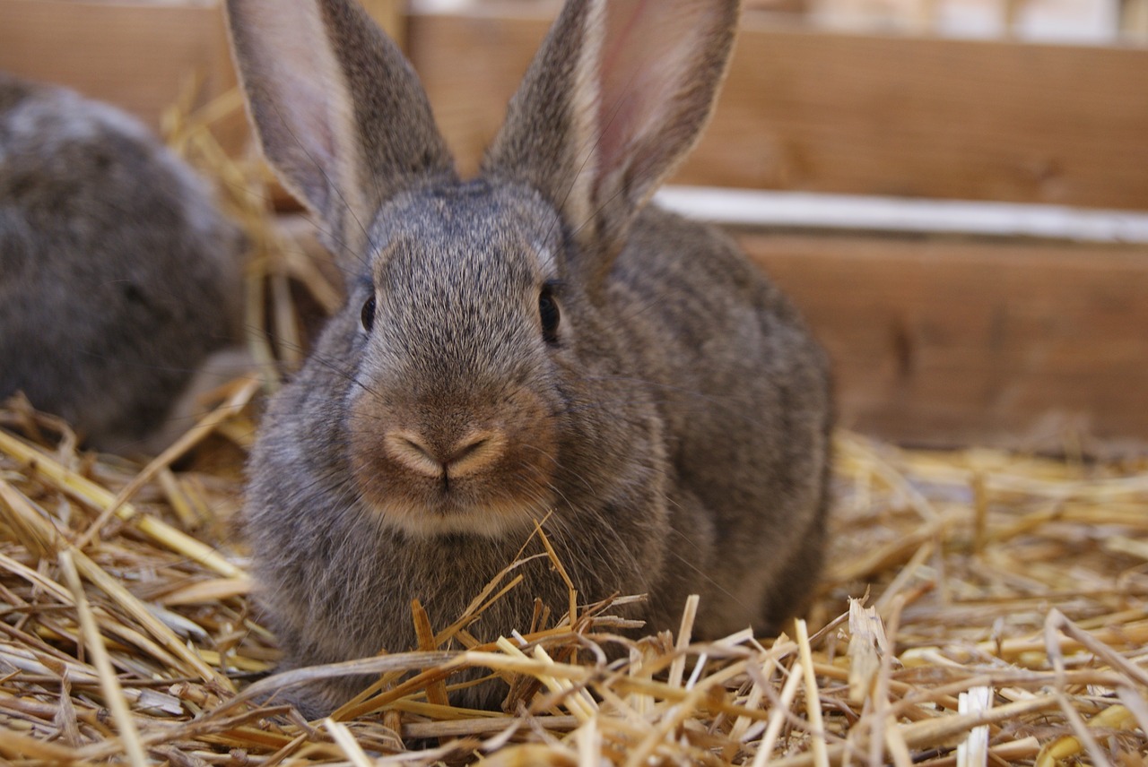 rabbit bunny easter free photo