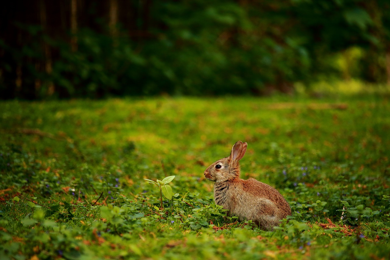rabbit meadow wild rabbit free photo
