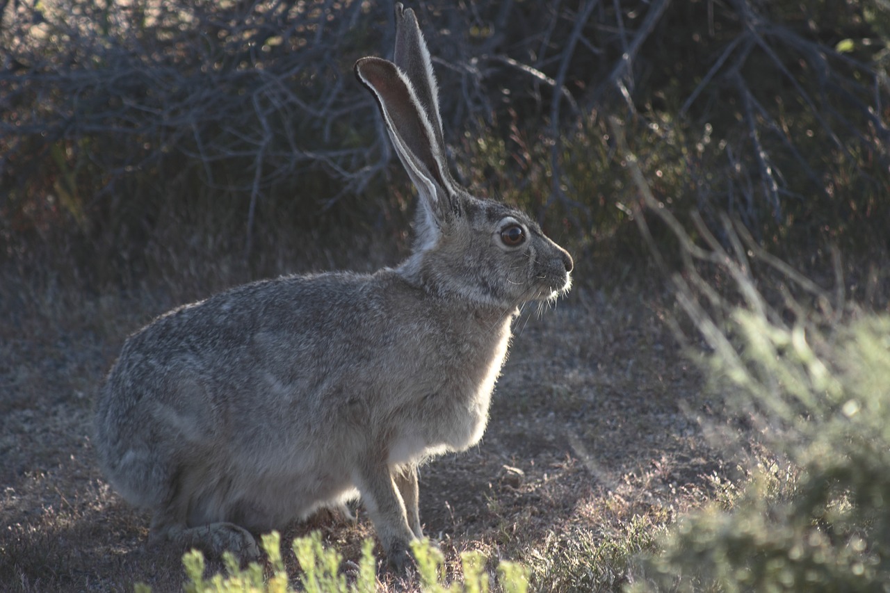 rabbit hare jackrabbit free photo