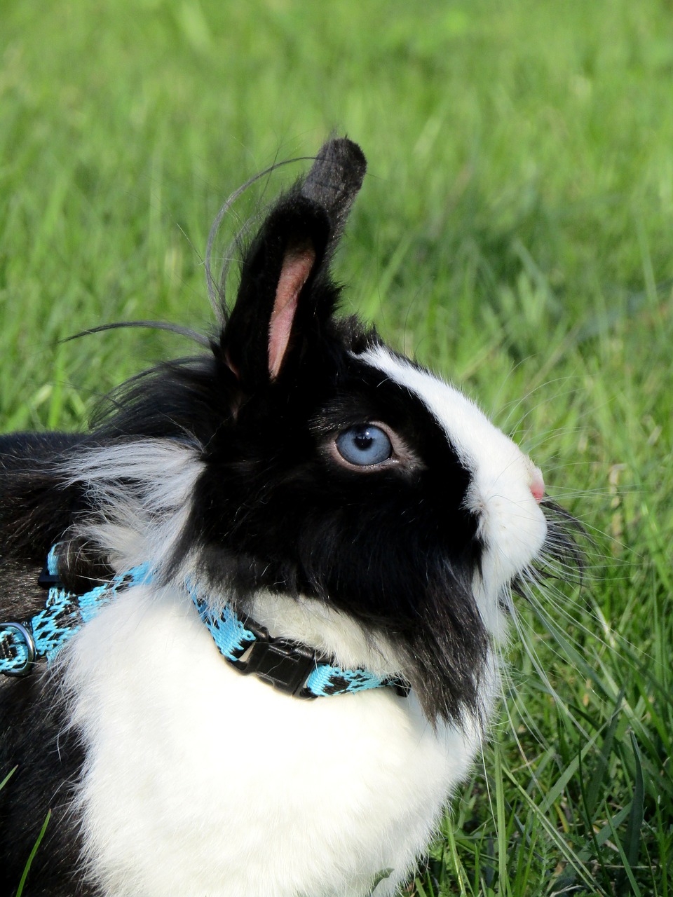 rabbit bunny ušák free photo