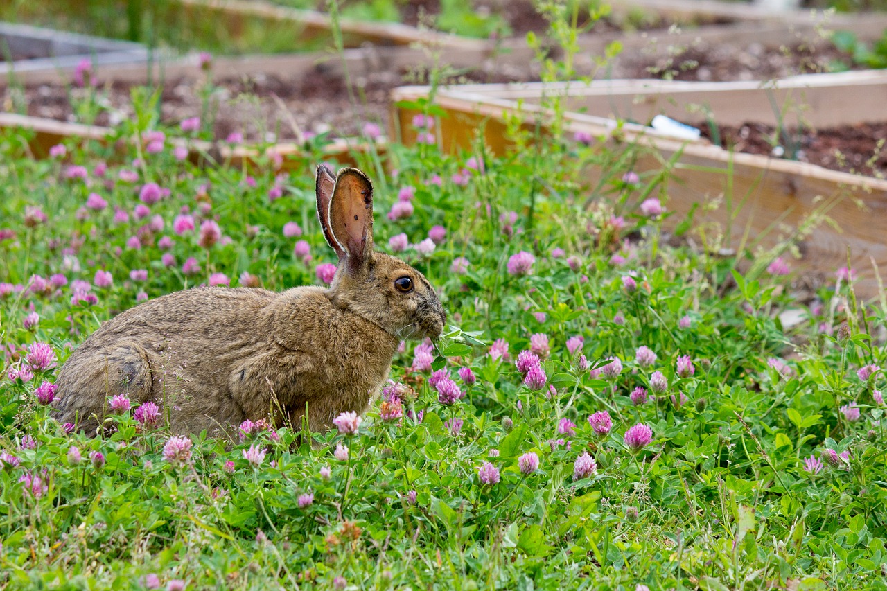 rabbit wildflowers bloom free photo