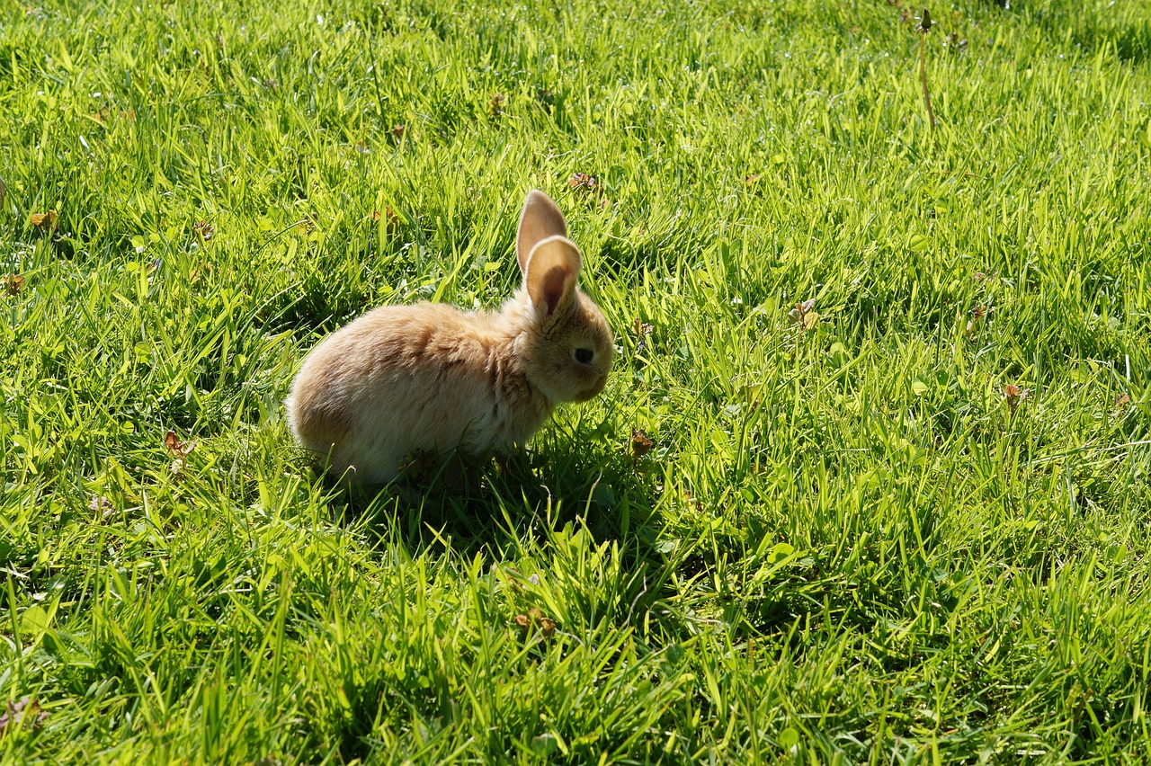 rabbit baby cute free photo