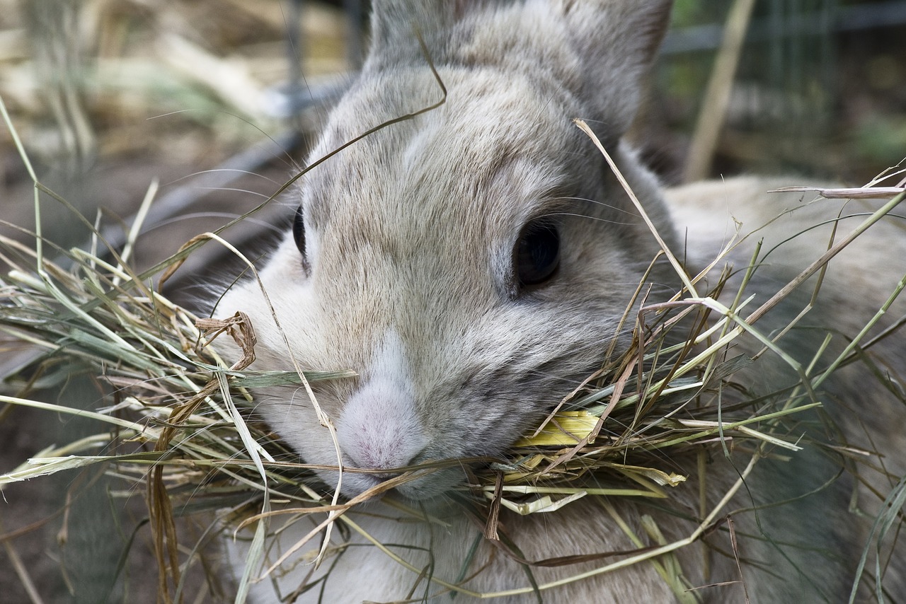 rabbit grey mottled hay free photo