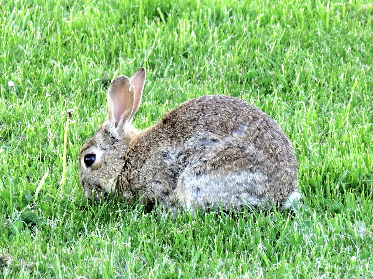 rabbit wild rabbits mammal free photo