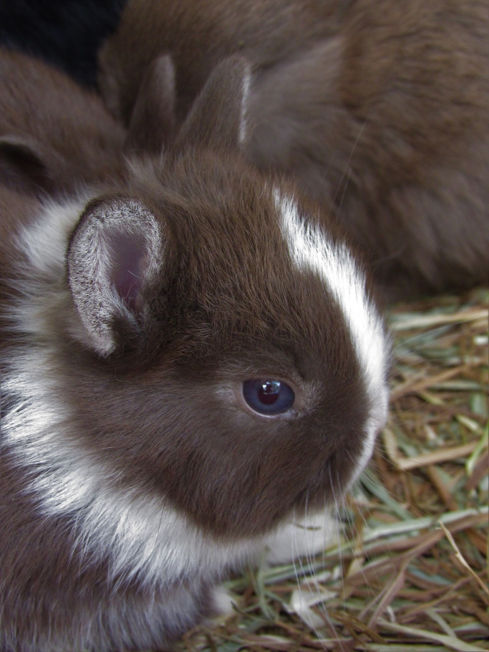 rabbit netherland dwarf cute free photo